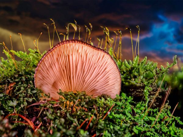 Produktbild: CALVENDO Puzzle Austern-Seitlings (Pleurotus ostreatus) 1000 Teile Lege-Gr&ouml;&szlig;e 640 x 480 cm Foto-Puzzle Bild von Peter Roder