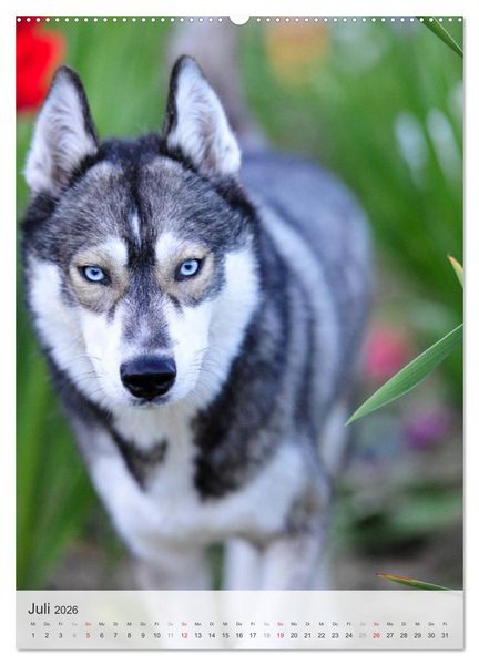Produktbild: Hundepers&ouml;nlichkeiten (hochwertiger Premium Wandkalender 2026 DIN A2 hoch), Kunstdruck in Hochglanz