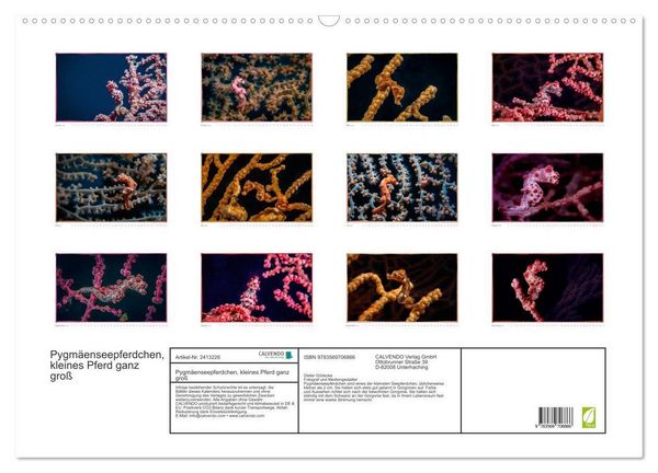 Produktbild: Pygm&auml;enseepferdchen, kleines Pferd ganz gro&szlig; (Wandkalender 2027 DIN A2 quer), CALVENDO Monatskalender