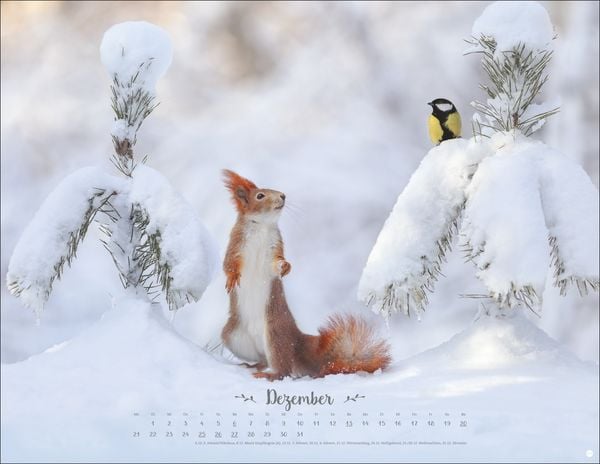 Vadim Trunov: Märchenhaftes Waldleben Posterkalender 2026