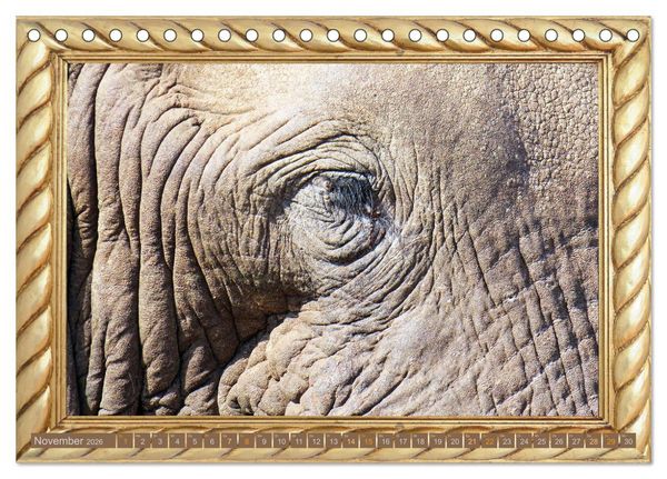Produktbild: Augenblicke aus Afrika (Tischkalender 2026 DIN A5 quer), CALVENDO Monatskalender