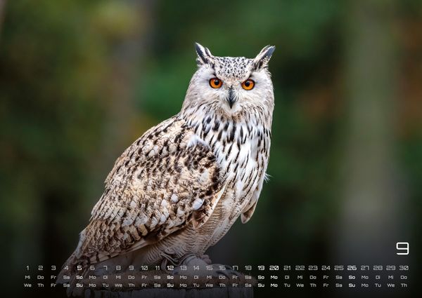 Produktbild: Eulen - W&auml;chter der Nacht - 2027 - Kalender DIN A2
