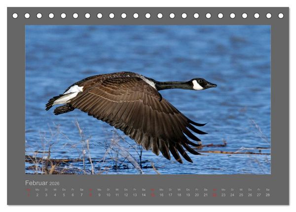 Produktbild: V&Ouml;GEL (Tischkalender 2026 DIN A5 quer), CALVENDO Monatskalender