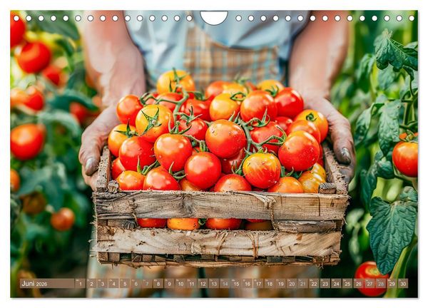Produktbild: Mein Gem&uuml;segarten - Ein Jahr knackig frisches Gem&uuml;se (Wandkalender 2026 DIN A4 quer), CALVENDO Monatskalender