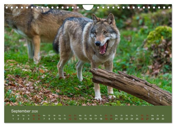 Produktbild: unter W&ouml;lfen (Wandkalender 2026 DIN A4 quer), CALVENDO Monatskalender