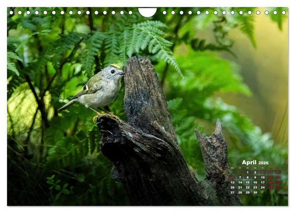 Produktbild: V&ouml;gel in heimischen W&auml;ldern (Wandkalender 2026 DIN A4 quer), CALVENDO Monatskalender