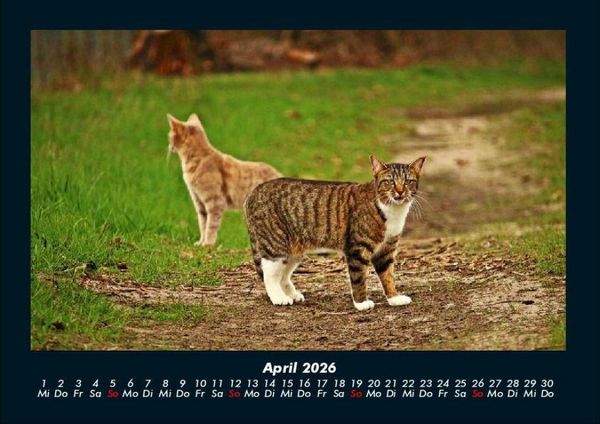 Produktbild: F&uuml;r Katzenfreunde 2026 Fotokalender DIN A4