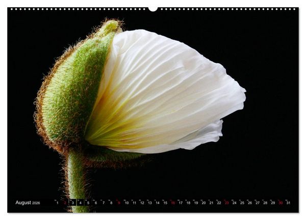 Produktbild: Mohnbl&uuml;ten-Portr&auml;ts (Wandkalender 2026 DIN A2 quer), CALVENDO Monatskalender