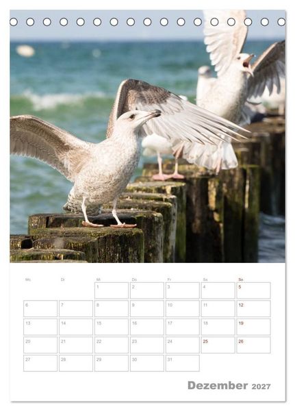 Produktbild: M&ouml;wen - die V&ouml;gel der K&uuml;ste (Tischkalender 2027 DIN A5 hoch), CALVENDO Monatskalender