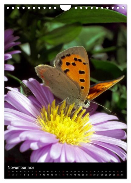 Produktbild: Schmetterlilnge und Blumen (Wandkalender 2026 DIN A4 hoch), CALVENDO Monatskalender