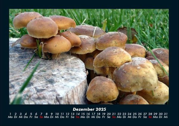 Produktbild: Pilzkalender 2025 Fotokalender DIN A4