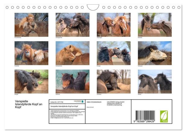 Produktbild: Verspielte Islandpferde Kopf an Kopf (Wandkalender 2027 DIN A4 quer), CALVENDO Monatskalender