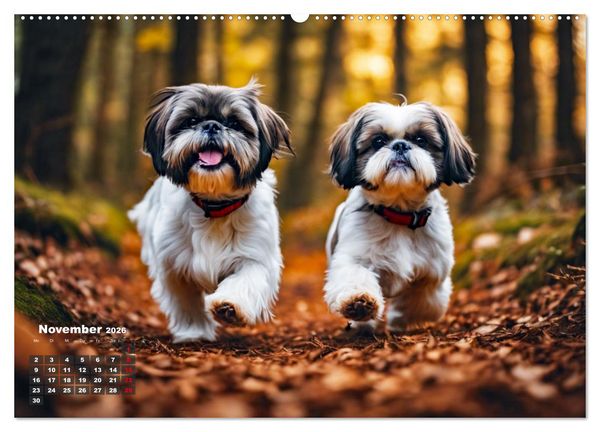 Produktbild: Shih Tzu - der wuschelige Hund aus Tibet (hochwertiger Premium Wandkalender 2026 DIN A2 quer), Kunstdruck in Hochglanz