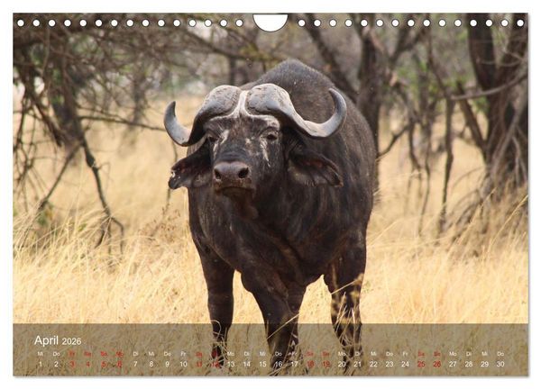 Produktbild: Ostafrika - Tansania und Kenia hautnah (Wandkalender 2026 DIN A4 quer), CALVENDO Monatskalender