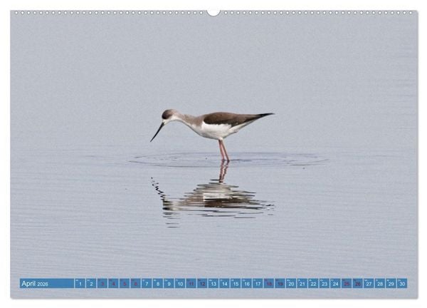 Produktbild: V&ouml;gel der Algarve (hochwertiger Premium Wandkalender 2026 DIN A2 quer), Kunstdruck in Hochglanz