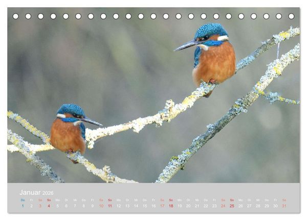 Produktbild: Der Eisvogel, ein Juwel der Natur (Tischkalender 2026 DIN A5 quer), CALVENDO Monatskalender