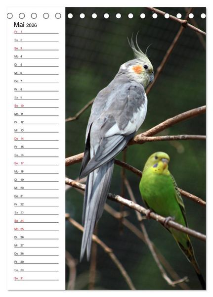 Produktbild: Der Nymphensittich-Terminplaner (Tischkalender 2026 DIN A5 hoch), CALVENDO Monatskalender