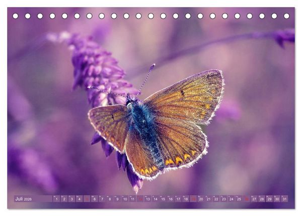 Produktbild: Schmetterlinge im Fokus (Tischkalender 2026 DIN A5 quer), CALVENDO Monatskalender