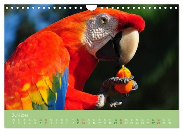 Produktbild: Am Amazonas (Wandkalender 2026 DIN A4 quer), CALVENDO Monatskalender