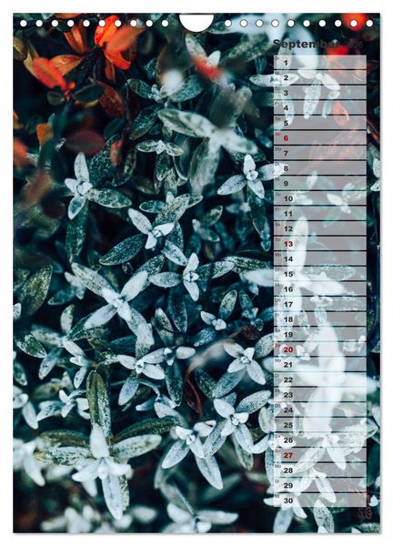 Produktbild: Kalender - Natur im Detail (Wandkalender 2026 DIN A4 hoch), CALVENDO Monatskalender
