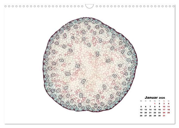 Produktbild: Pflanzen unter dem Mikroskop (Wandkalender 2026 DIN A3 quer), CALVENDO Monatskalender