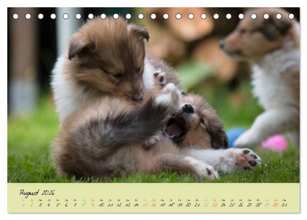 Produktbild: Collie Welpen zum Verlieben (Tischkalender 2026 DIN A5 quer), CALVENDO Monatskalender