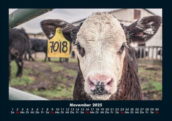 Produktbild: Kuhkalender 2025 Fotokalender DIN A4