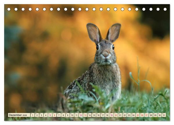 Produktbild: Feldhasen und Kaninchen (Tischkalender 2026 DIN A5 quer), CALVENDO Monatskalender
