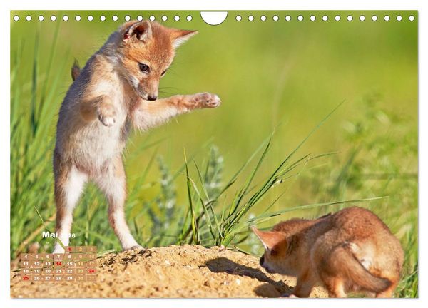 Produktbild: Der Fuchs: Kluger J&auml;ger (Wandkalender 2026 DIN A4 quer), CALVENDO Monatskalender