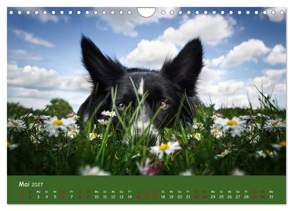 Produktbild: Border Collie Kalender &ndash; Ausdrucksstarke Close-up-Portraits durch die Jahreszeiten (Wandkalender 2027 DIN A4 quer), CALVENDO Monatskalender