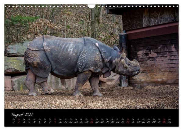 Produktbild: Tiergarten N&uuml;rnberg (Wandkalender 2026 DIN A3 quer), CALVENDO Monatskalender