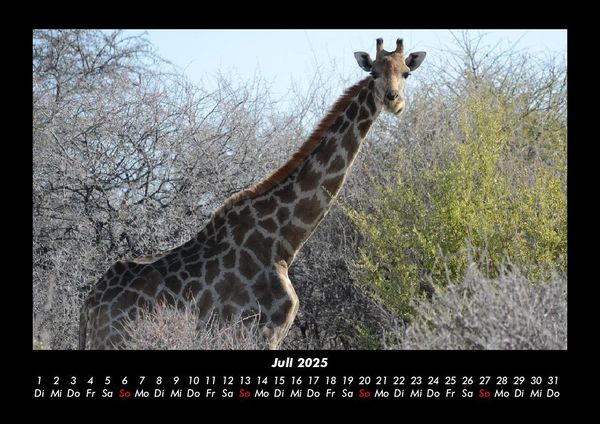 Produktbild: Giraffen 2025 Fotokalender DIN A3