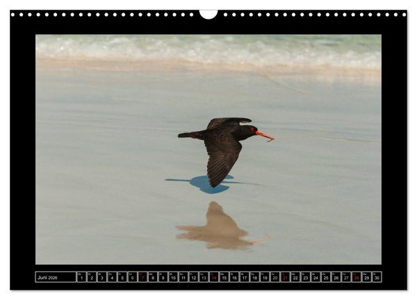 Produktbild: V&ouml;gel von "Down Under" Australien (Wandkalender 2026 DIN A3 quer), CALVENDO Monatskalender