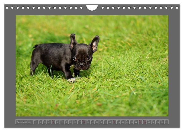 Produktbild: Franz&ouml;sische Bulldoggen (Wandkalender 2027 DIN A4 quer), CALVENDO Monatskalender