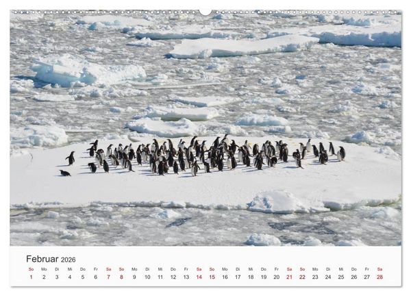 Produktbild: Pinguine - Die sympathischen Frack-Tr&auml;ger (hochwertiger Premium Wandkalender 2026 DIN A2 quer), Kunstdruck in Hochglanz