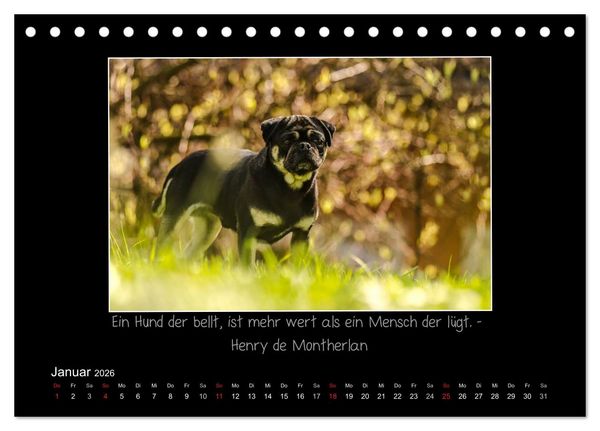 Produktbild: M&ouml;pse 2026 (Tischkalender 2026 DIN A5 quer), CALVENDO Monatskalender