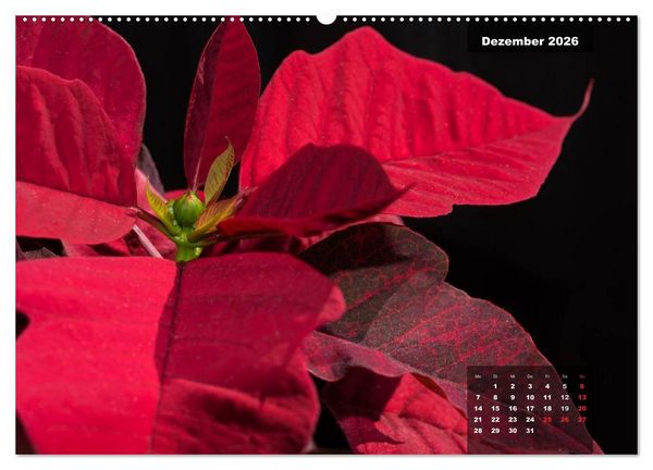 Produktbild: Der Natur auf der Spur - Makro-Fotografien der besonderen Art (hochwertiger Premium Wandkalender 2026 DIN A2 quer), Kunstdruck in Hochglanz