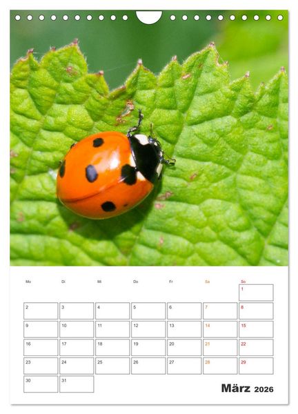 Produktbild: Kleines Gl&uuml;ck ganz gro&szlig;: Marienk&auml;fer! (Wandkalender 2026 DIN A4 hoch), CALVENDO Monatskalender