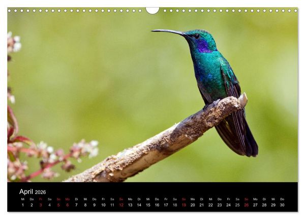 Produktbild: Der Kolibrikalender (Wandkalender 2026 DIN A3 quer), CALVENDO Monatskalender