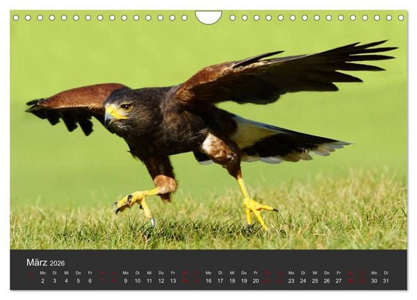 Produktbild: Faszination der Greifv&ouml;gel und Geier (Wandkalender 2026 DIN A4 quer), CALVENDO Monatskalender