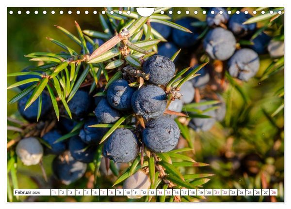 Produktbild: L&uuml;neburger Heide: Die Nordheide (Wandkalender 2026 DIN A4 quer), CALVENDO Monatskalender