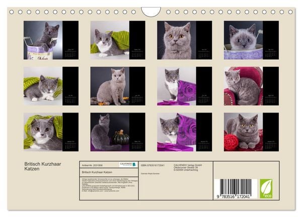 Produktbild: Britisch Kurzhaar Katzen (Wandkalender 2026 DIN A4 quer), CALVENDO Monatskalender