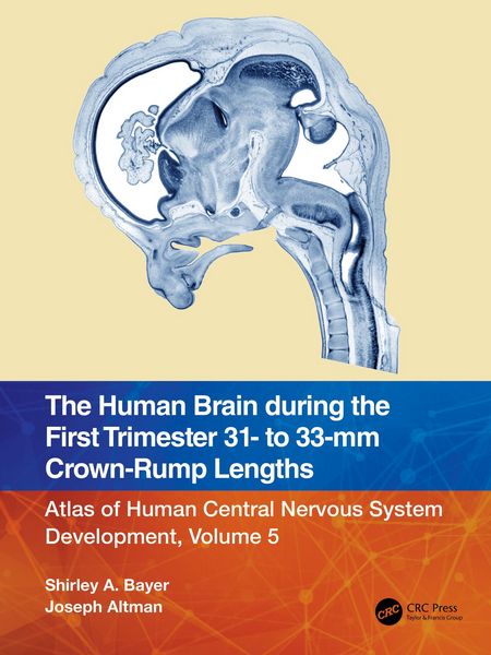 Produktbild: The Human Brain during the First Trimester 31- to 33-mm Crown-Rump Lengths