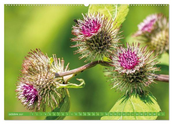 Produktbild: Fleurs du jardin aromatique (Calendrier mural haut de gamme 2027 DIN A2 vertical), CALVENDO calendrier mensuel