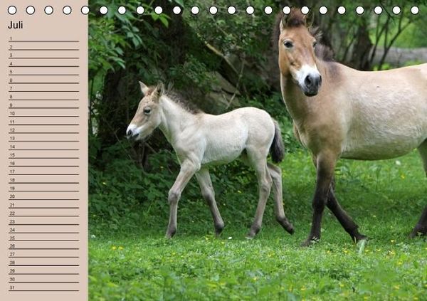 Produktbild: Der Fohlen-Geburtstagskalender (Tischkalender immerw&auml;hrend DIN A5 quer)