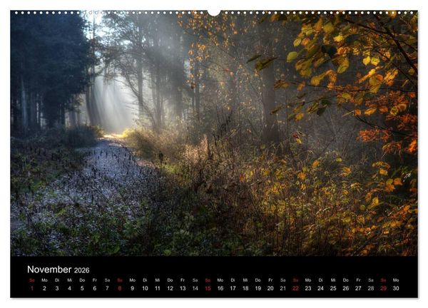Produktbild: Waldkalender (Wandkalender 2026 DIN A2 quer), CALVENDO Monatskalender