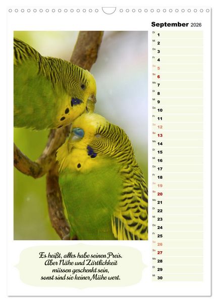 Produktbild: Niedliche Wellensittiche (Wandkalender 2026 DIN A3 hoch), CALVENDO Monatskalender