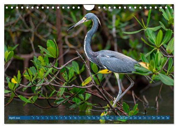 Produktbild: Blaureiher und Dreifarbenreiher (Wandkalender 2026 DIN A4 quer), CALVENDO Monatskalender