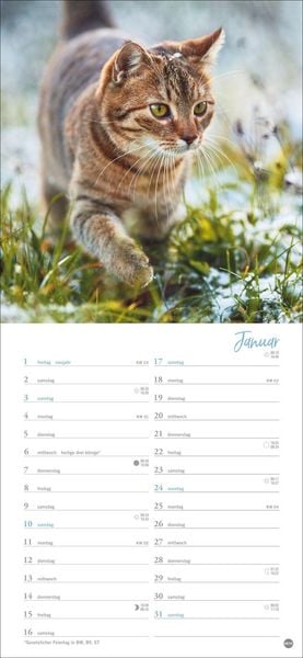 Produktbild: Katzen slim - Auf sanften Pfoten Kalender 2027