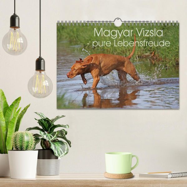 Produktbild: Magyar Vizsla - pure Lebensfreude (Wandkalender 2026 DIN A4 quer), CALVENDO Monatskalender